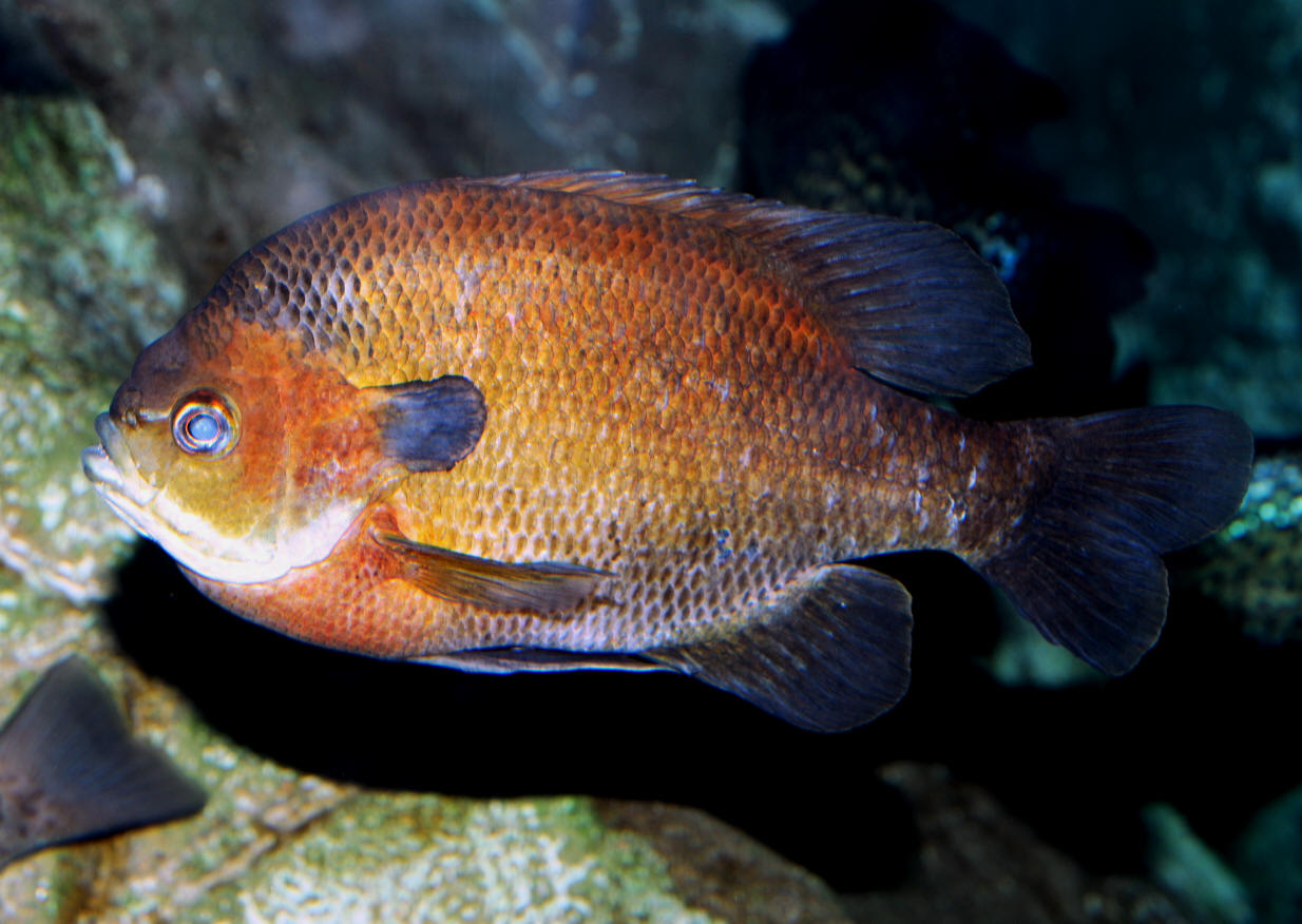 Lepomis auritus